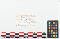 Foto von Bronzering (NHMW-PRAE-078069)